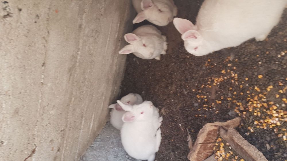 Vand  californian și neozeelandez alb