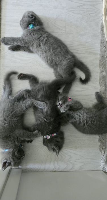 Продаются котята Скоттиш (страйт/фолд)