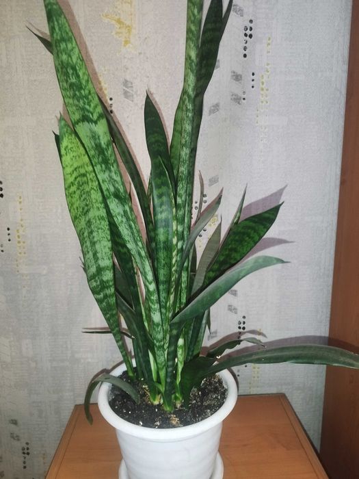 Тещин язык, сансевиерия (Sansevieria)