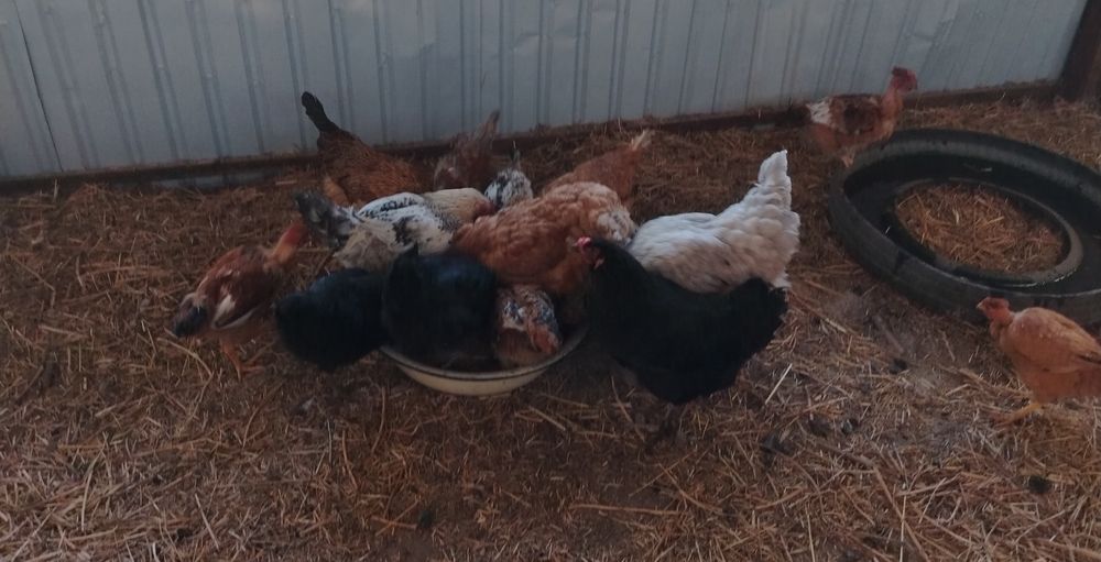 Продам домашних курочек.