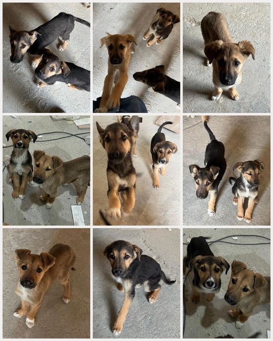 Отдам в добрые руки щенят