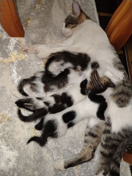 4 домашних котят