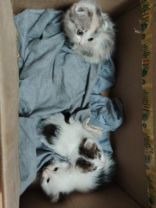 отдам котят вислоухие