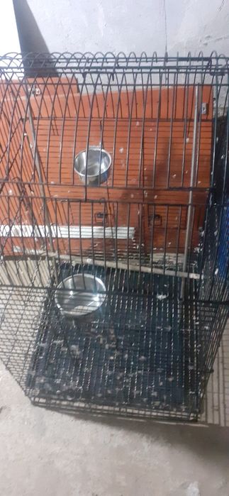 Colivie papagali mare