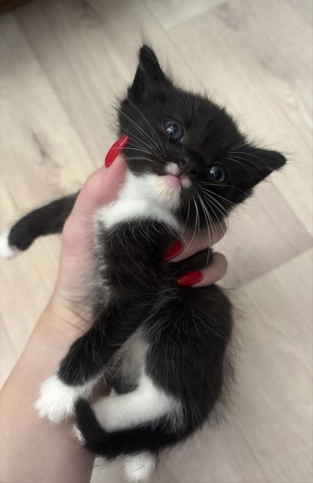 Отдам котенка(девочка)