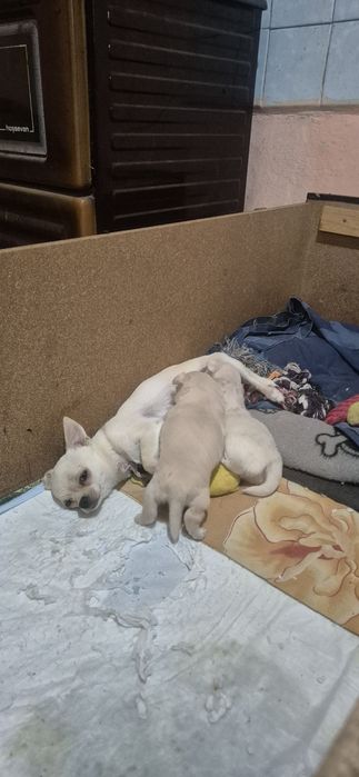 Чихуахуа с ваксина