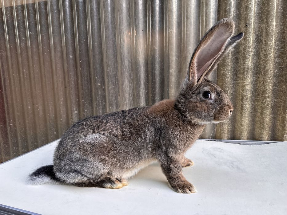 Iepuri uriaș german