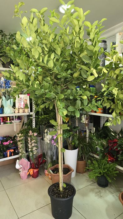 Дерево лимона с плодами. Лимон.  Цитрус.