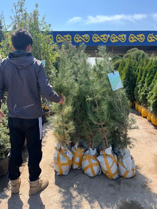 Можжевельник вингирский, сосна эльдарская,