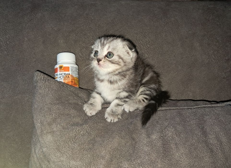 Шотландские котята!