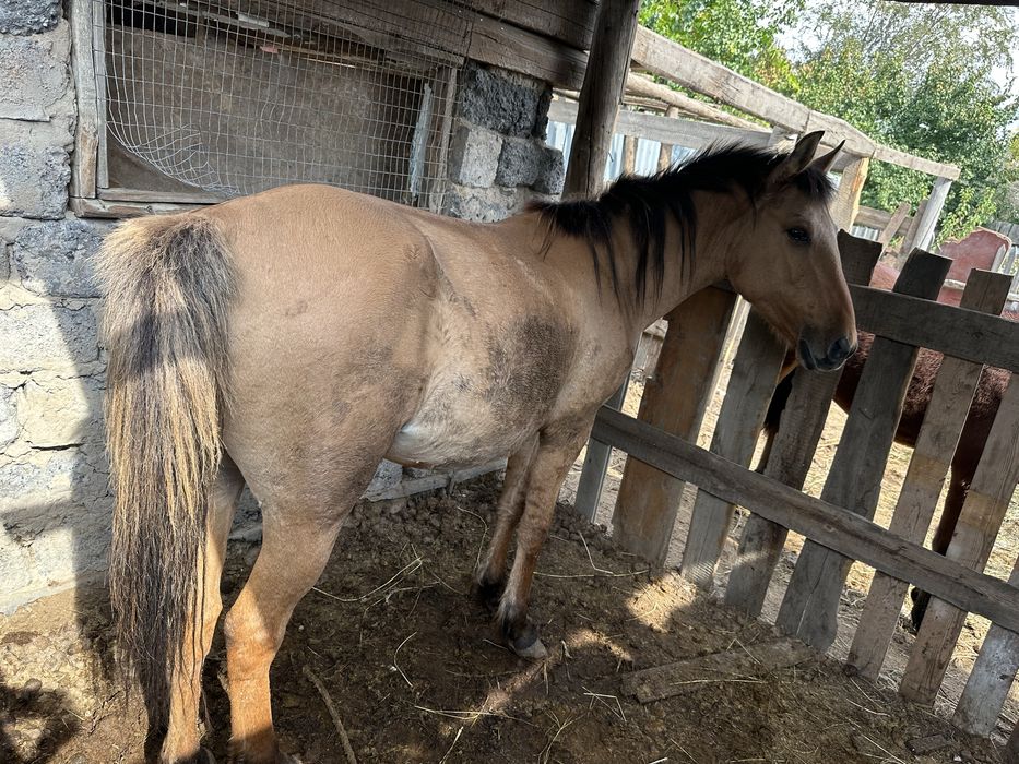 Дөнежін байтал сатылады