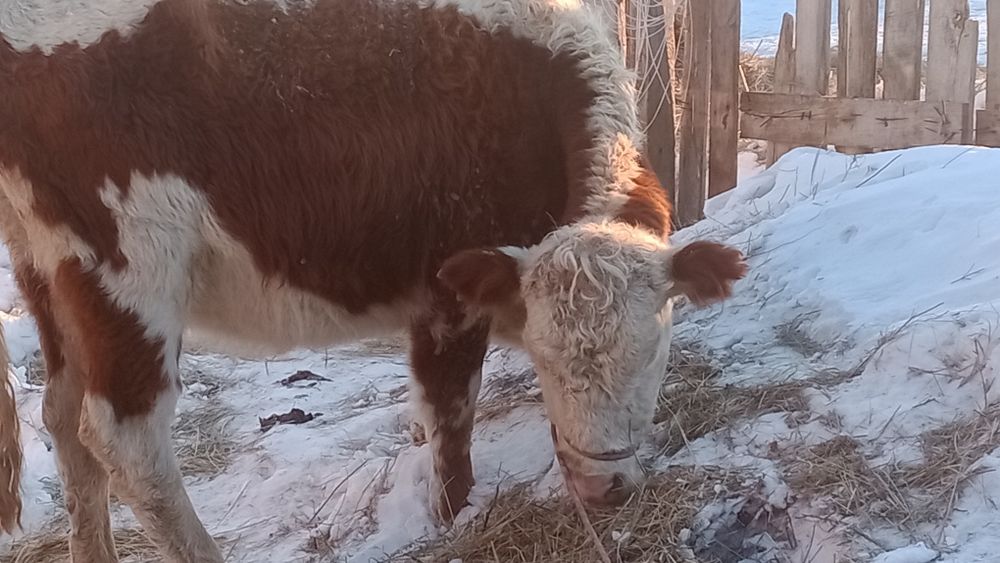 Екі қашар сатылады 400 ден