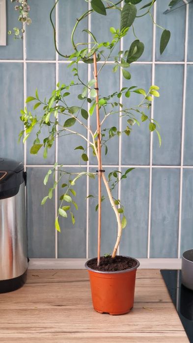 Муррайя(императорское дерево)