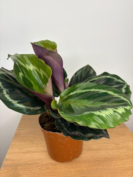 Калатея вича свежее растение