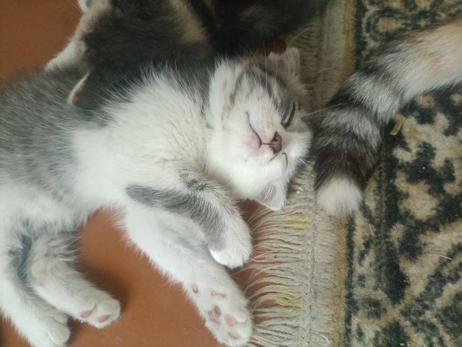 Отдам котят даром