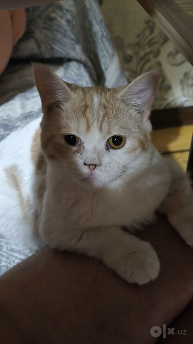 Крутая кошка Муся