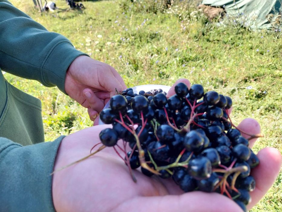 Tufe Aronia pe rod