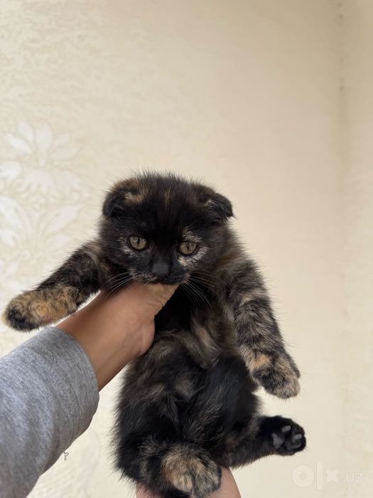 Mushuk bolasi scottish fold
