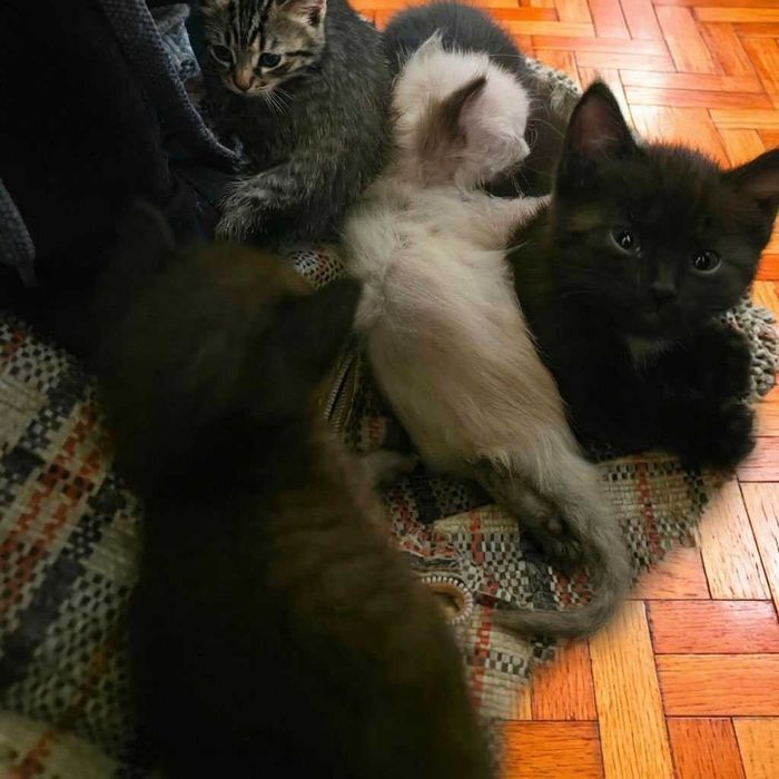 Котят в добрые руки