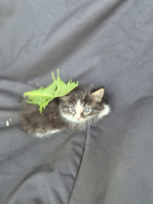 Котята ищут дом.