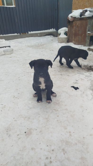 Отдам в добрые руки