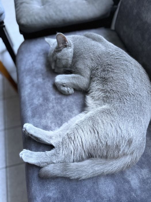 Британска късокосместа на 2г