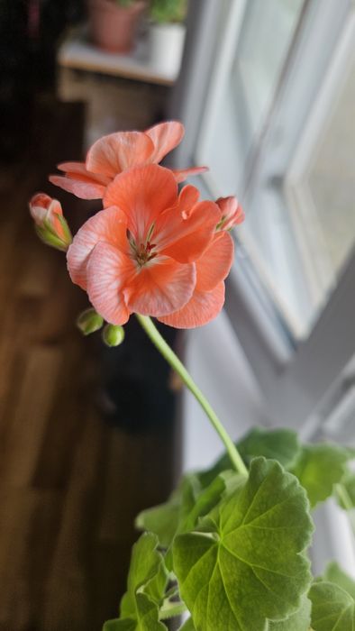 Продам сортовые пеларгонии (герань)