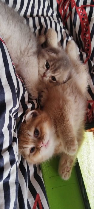 Златни чинчили шотландски котенца