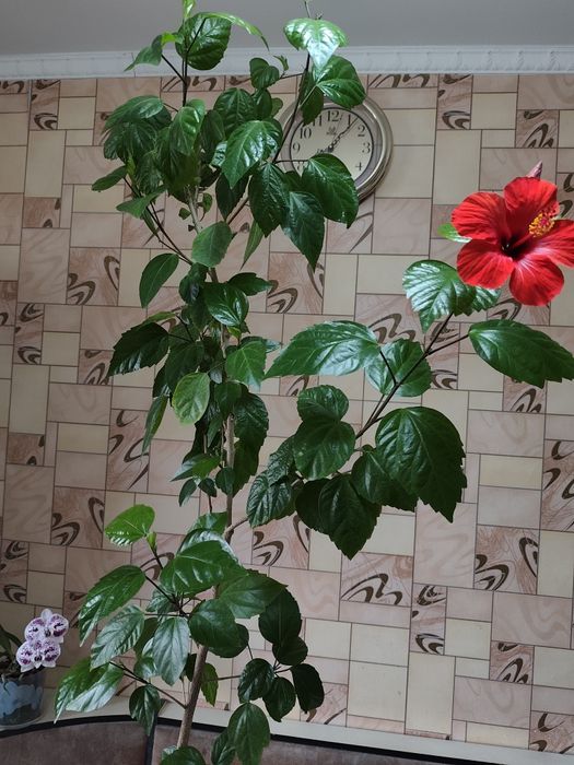 Продам дерево гибискус -роза