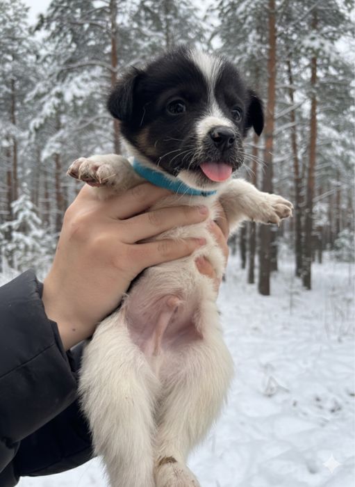 Щенки в добрые руки кушик тегин