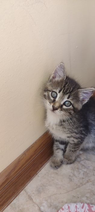 Продам котенка в надёжные руки