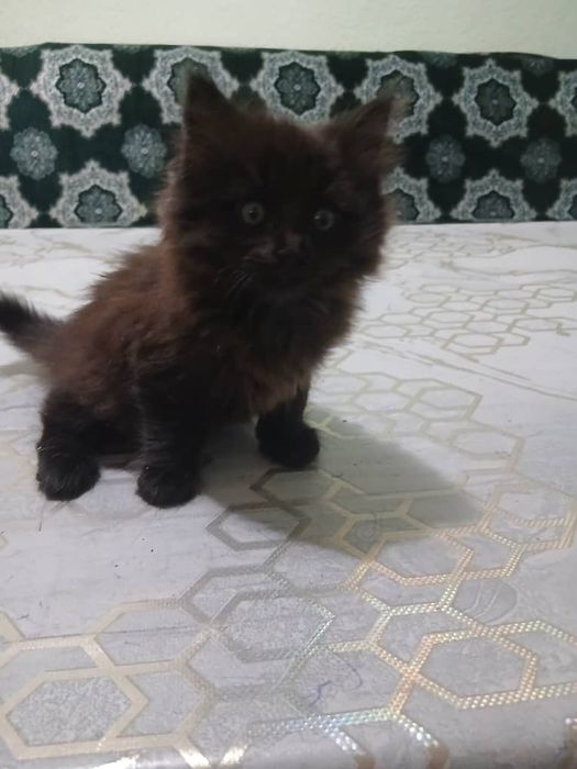 Раздаю дамашних котят в добрые руки