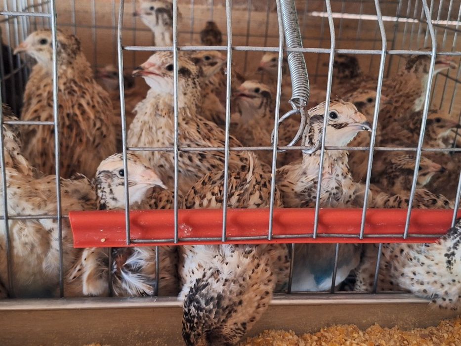 Prepelite giganta polara, japoneza mare , jumbo-gold ,celadon