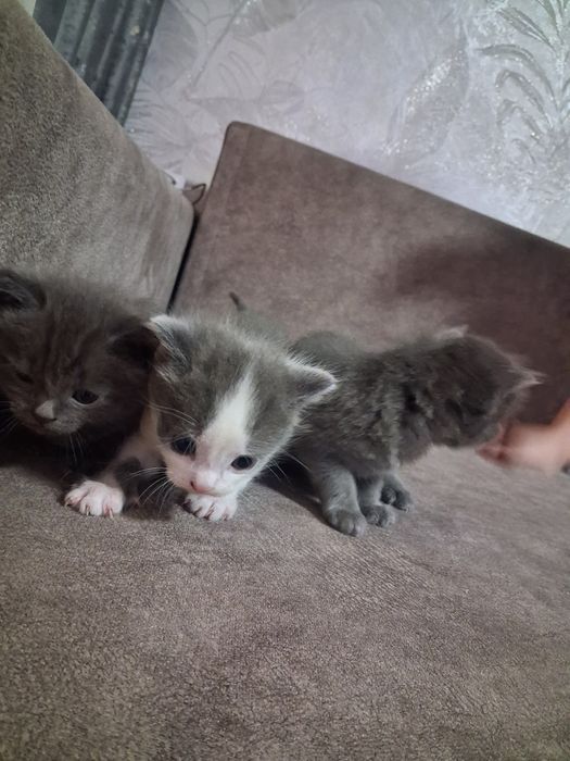 Отдам котят бесплатно.