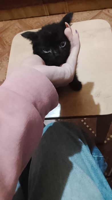 Отдам котенка бесплатно. Срочно!
