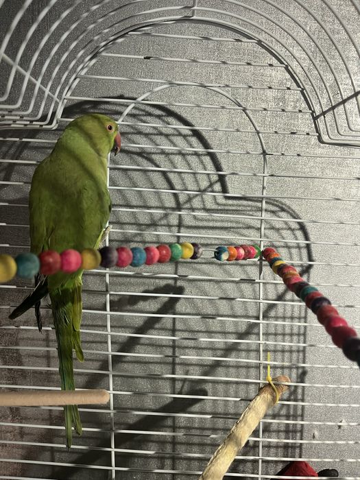 Попугай самка продаю