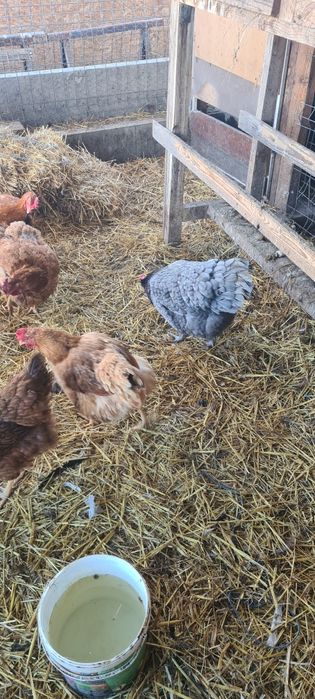 Vând Gaini Australop Albastru  și Playmonth Alb