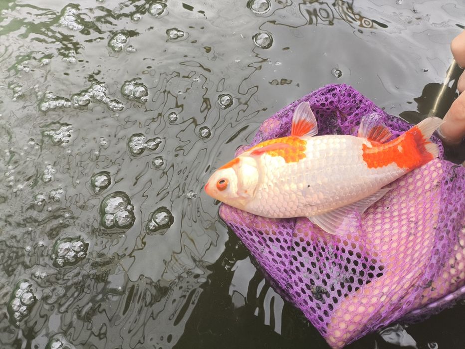 Рыбки в аквариум золотая комета