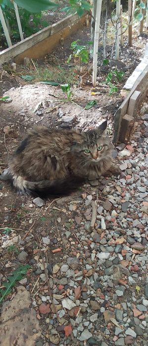 Отдаю бесплатно кота