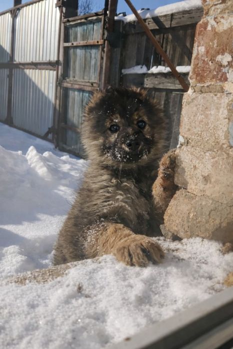 Отдам даром  кутенка