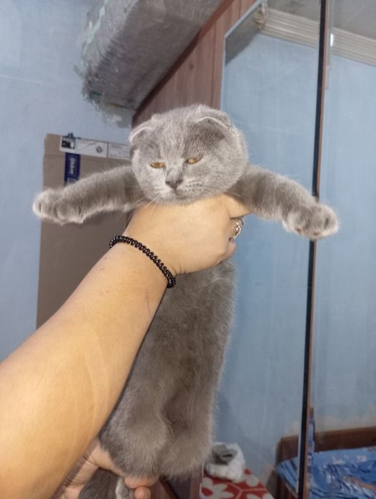 кошка страйд фолд