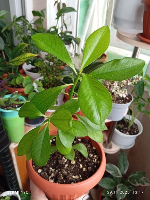 Продам цветы комнатные