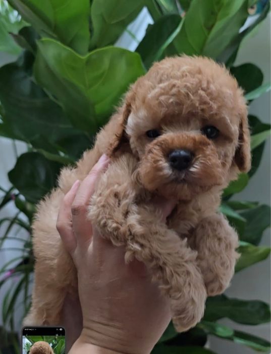 Продам карликовых пуделей