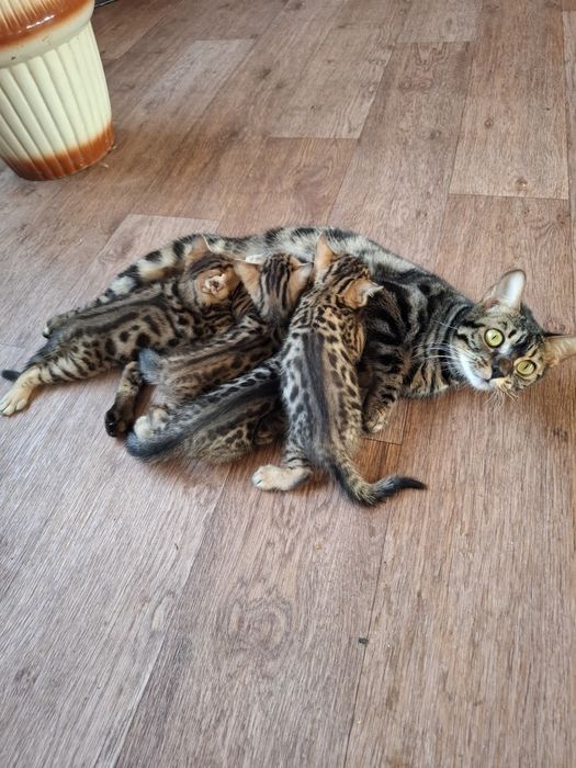 Бенгальские котята