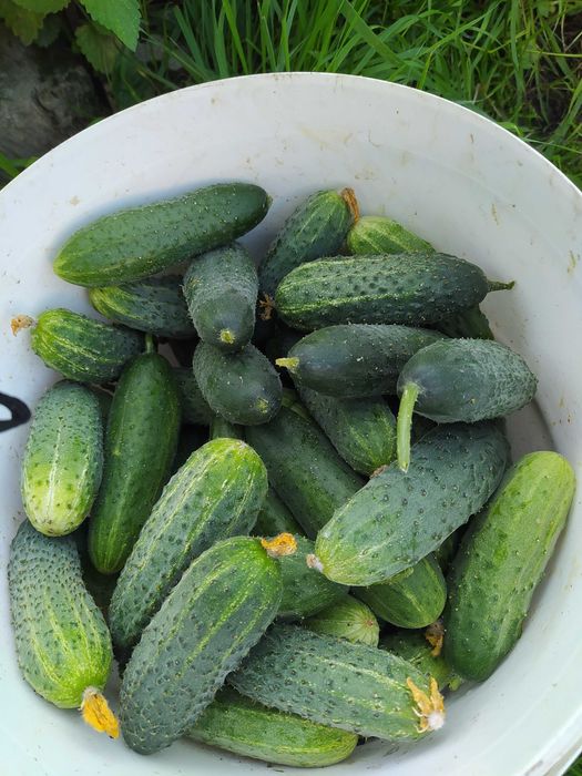 Продам домашние огурцы