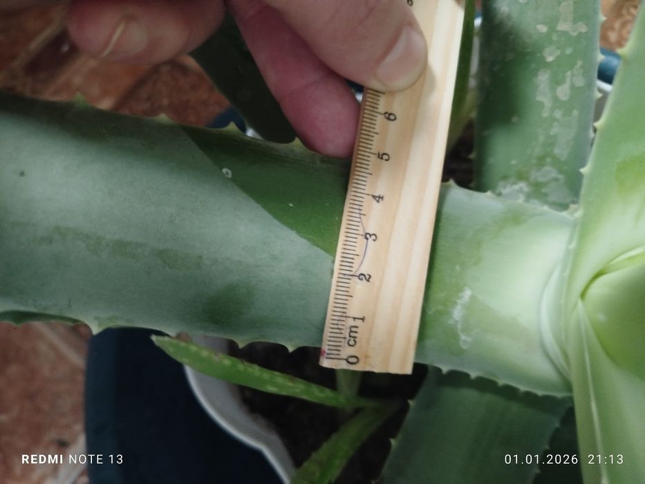 Алоэ 3 года , очень насыщенный