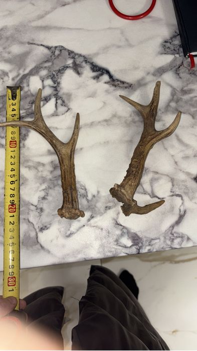 Coarne trofee Cerb țap muflon berbec caprioare panoplie mostenire buni