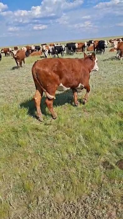 Продам телку,стельная