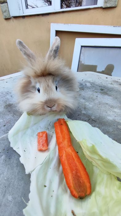 Iepuri Angora, Cap de Leu & Belgian