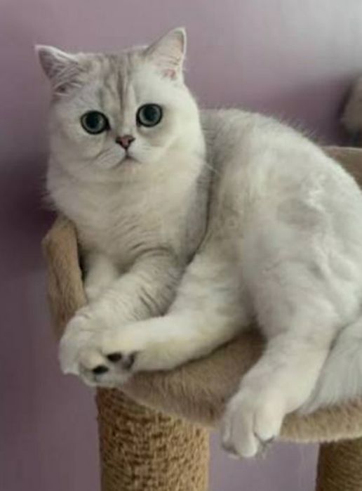 Передержка кошек 30.000 сум 1 день